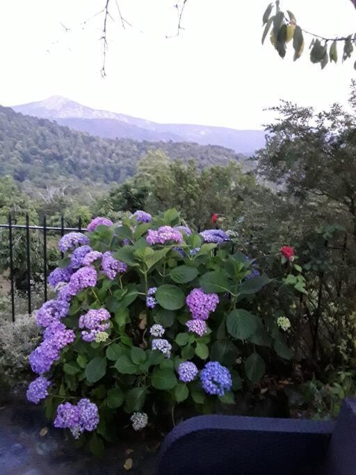 Petit Coin De Paradis Évisa Extérieur photo